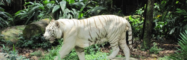 White Tigers 2
